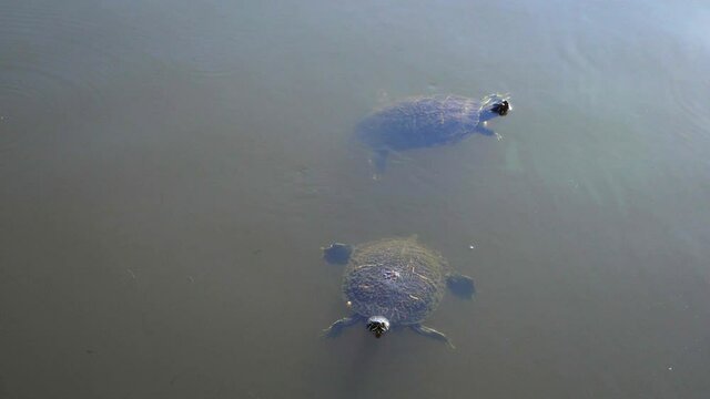 Two turtles swimming in tropical pond water; aquatic turtles swim in tropical pond in late afternoon sun. 