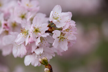 ホソイザクラのかわいい花