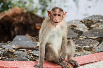 (macaca radiata) A monkey is sitting on the ground