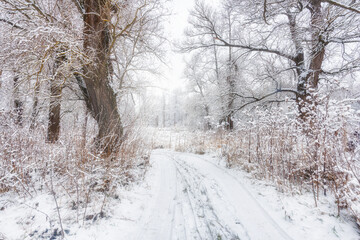 Snowy road in the forest, trees in the snow