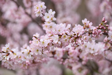 ホソイザクラのかわいい花