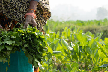Newly Harvested Fresh Leaves Of Spinach Greens Called Palak Ka Saag Is A Winter Delicacy Is Enjoyed Across North And South India In Winter. Hands Of Lady Farmer With Wrinkles Holding Leafy Vegetable