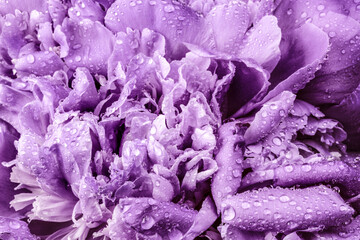 Abstract Violet peony flower background.