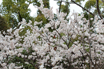 唐実桜の白い花