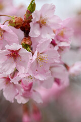 河津桜のピンクの花