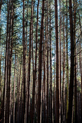 Sunshine through tree trunks in autumn colors
