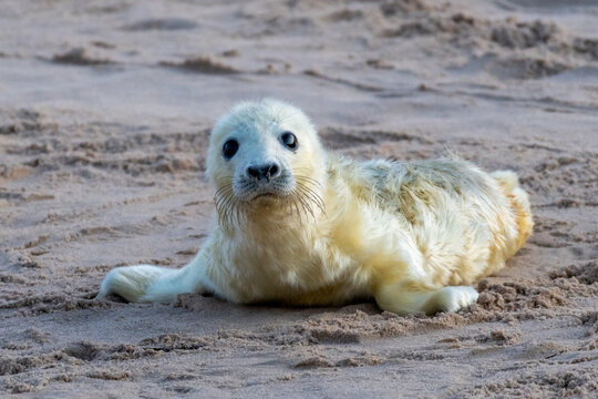 Grey seal pup (Halichoerus grypus) on a Norfolk beach