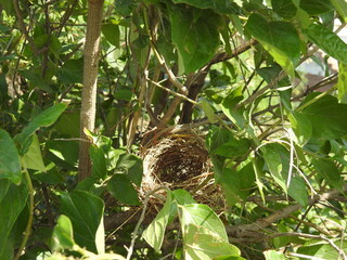 bird empty nest in the tree