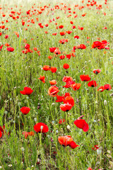 Fototapeta premium Poppy flowers.