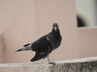 Beautiful Pigeon stands on a wall