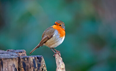 Eurasian robin perched on a log in the woods