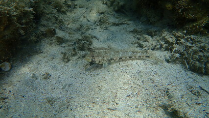 Fototapeta premium Slender goby (Gobius geniporus) undersea, Aegean Sea, Greece, Halkidiki