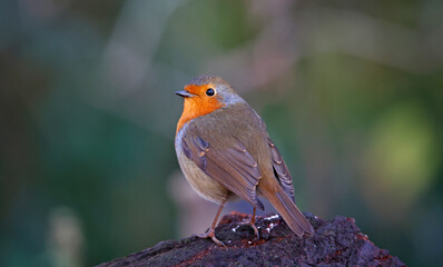 Eurasian robin perched on a log in the woods