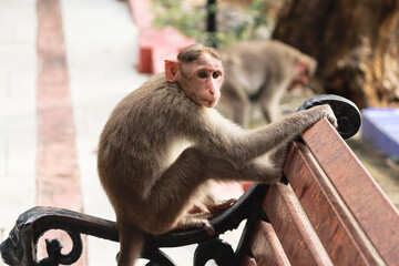 (macaca radiata) A monkey is sitting beautifully on a bench
