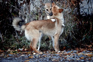 Dog friendship