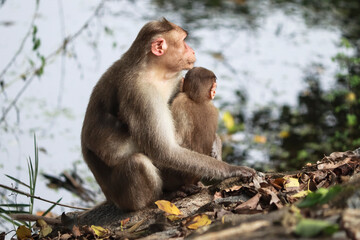 (macaca radiata) A monkey and its cub are sitting on the ground