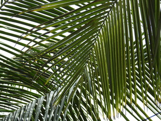Fototapeta na wymiar coconut tree leafs, palm leaves