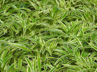 Decorative garden leaf plants.