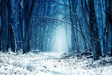 mysterious road in the wood. Magic winter blue forest background
