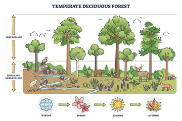 Temperate deciduous forest tree, herbs and shrub foliage description outline diagram. Labeled educational environment vegetation type with changing characteristics based on season vector illustration. - obrazy, fototapety, plakaty