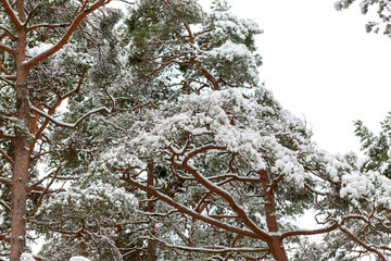 winter, nature and season concept - snowy pine forest in estonia