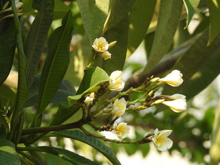 white petals and yellow color at the center of the flowers, Plumeria Flowers