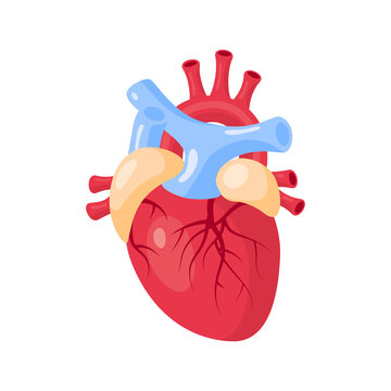 Heart medical concept in cartoon style, vector