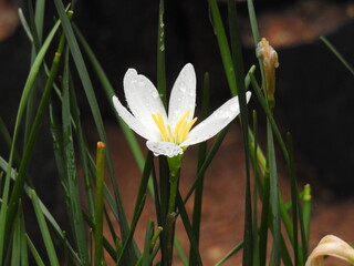 Beautiful flowers in a garden