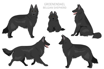 Groenendael clipart. Different poses, coat colors set