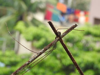 rusted iron bars tied with wire