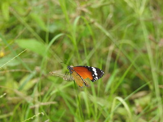colorful Butterfly on green leaves. Scientifical name Rhopalocera