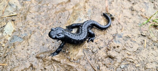 Black Alpine Salamandra seen during the Ratikon hike, Switzerland