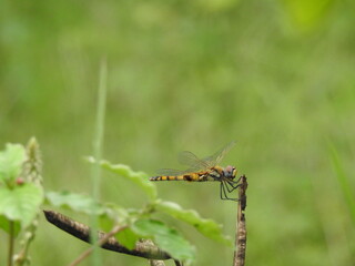 Dragonfly resting on a twig