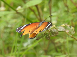 colorful Butterfly on green leaves. Scientifical name Rhopalocera