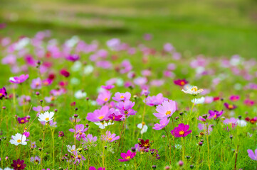 Obraz premium 色とりどりの美しい秋桜