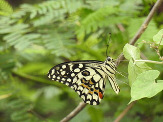 colorful Butterfly on green leaves. Scientifical name Rhopalocera