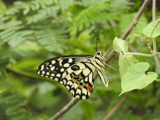 colorful Butterfly on green leaves. Scientifical name Rhopalocera
