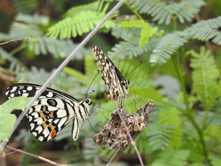 colorful Butterfly on green leaves. Scientifical name Rhopalocera