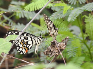 colorful Butterfly on green leaves. Scientifical name Rhopalocera