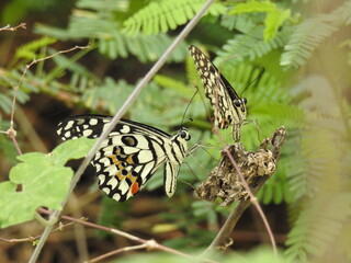 colorful Butterfly on green leaves. Scientifical name Rhopalocera