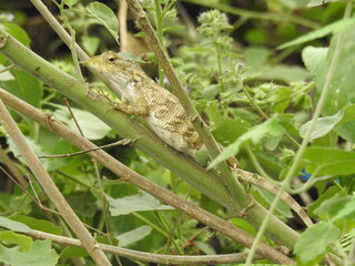 versicolor Lizard, standing on plant branch, Good looking reptile, claws, brown color species