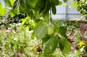 Ripe apple on a tree in a garden. Organic apples hanging from a tree branch in an apple orchard