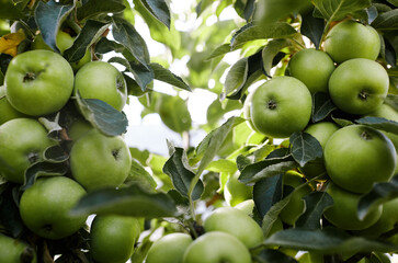 Ripe apples on a tree in a garden. Organic apples hanging from a tree branch in an apple orchard