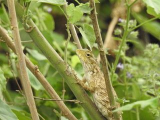 versicolor Lizard, standing on plant branch, Good looking reptile, claws, brown color species
