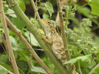 versicolor Lizard, standing on plant branch, Good looking reptile, claws, brown color species