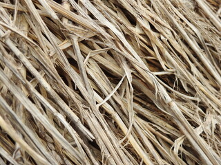 dry straw grass