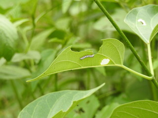 larvae on tree leaf