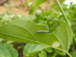 larvae on tree leaf
