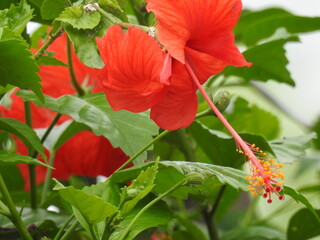 red hibiscus flower closeup