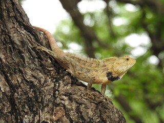 yellowish lizard on tree bark